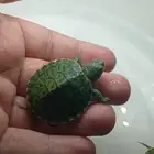 سلاحف برمائية صغيرة