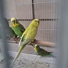 اجواز حب انتاجي وكلها منتجه شرط
