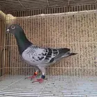 زاجل سباق