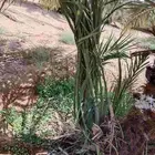 يوجد لدينا فروخ صقعي خضري مجدول إخلاص