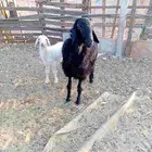 رخال