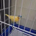 سلام عليكم ورحة الله انثى جاهزا جابت بطنين للبيع او للداكيش