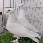 زوج تركي ابيص دبل كرست