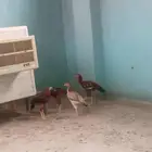 دجاج بكستاني