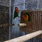 زوج فيشر