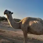 ضروبه للبيع