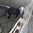 رخل نجديه العمر 3شهور تربيه