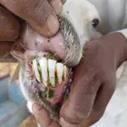 حريه والد متوم