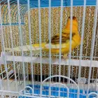 ذكر كناري بدايه تغريد