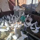 حمام فرنسي منتج عدد 70