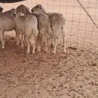 غنم حريات للبيع مقاني