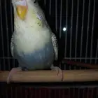 عصفور فرخ طيور حب لون مميز رصاصي تغريده جميل العمر شهرين