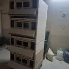 حاظنة صوص دجاج وسمان الزلفي