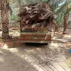 سعف نخل للبيع مع التوصيل