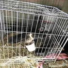 السلام عليكم ورحمه الله وبركاته بط بلدي للبيع العدد خمسة