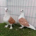 طبه حب رمان مكتف اصفر