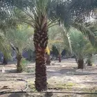 نخيل عربي وجميع المقاسات والنوعيات سكري برحي خلاص مجدول صقعي