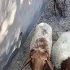 رخله 2 ثلاث شهور