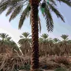 يوجد لدينا عمال تكريب وشغل جميع انواع انخيل