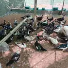 بط مصري او بح او شهرمان