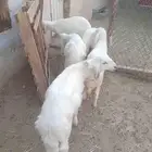 خرفان