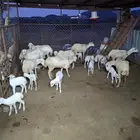 ضان رفيدي فاخره