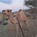 ناقه نصوف فل شحم ضربها الفحل بس مدري لقحت ولا باقي