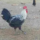 الديك عليه سبعون ريال والدجاجتين عليه ستون ريال