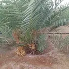 يوجد الدنيا نخل للبيع اخلاص مثمر