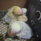 فرخ روز البينو ابيض والذيل ازرق ولاتينو اصفر رد فيس