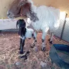 للبيع نعجه حدره رخله