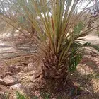 نخل صفاوي العدد800