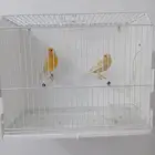 زوج كناري بفروخه ( تم البيع )