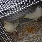 جوز حمام للبيع