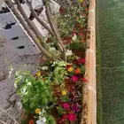 مشتل تنسيق حدائق