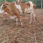 بقره