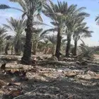 يوجدلدين جميع انواع انخل المثمره وزينه ب مكه جده اطايف