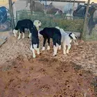 للبيع دواغير ثلاثه نجد واحد حري واحد تيس الموقع عنيزه
