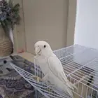 عصفور روز للبيع مع القفص