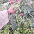 جهنميه (مجنونه ) متر ونص سعر جمله