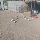 حمام باكستاني طيار شرط أزواج