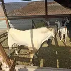 تيس بيشي فحل مشروط