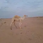قعود اوضح مفرود