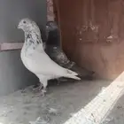 حمام باكستاني للبيع