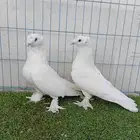 زوج تركي ابيض دبل كرست