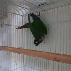 ذكر غرين شيك للبيع