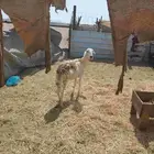 نعرض لكم نعجه طيبه