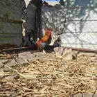 ديك عربي أفرق