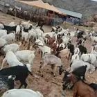تيوس مستورده العدد 150 راس