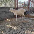 خروف أبرص_الطرف.